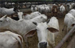 Karnataka BJP lawmaker prefers to stay in cowshed over five-star hotels
